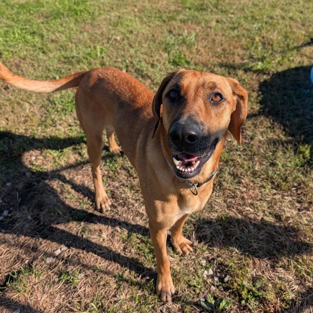 Enlarge Isabella, a Adoptable Coonhound in Jasper, IN image 4/6