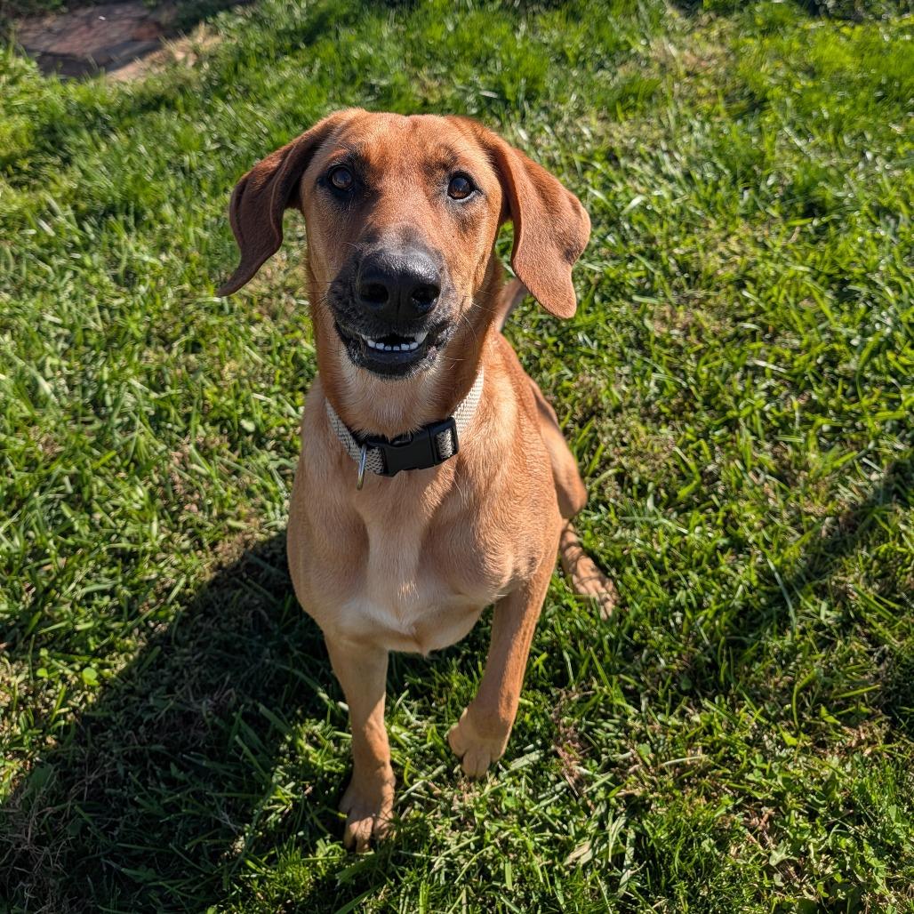 Enlarge Isabella, a Adoptable Coonhound in Jasper, IN image 5/6