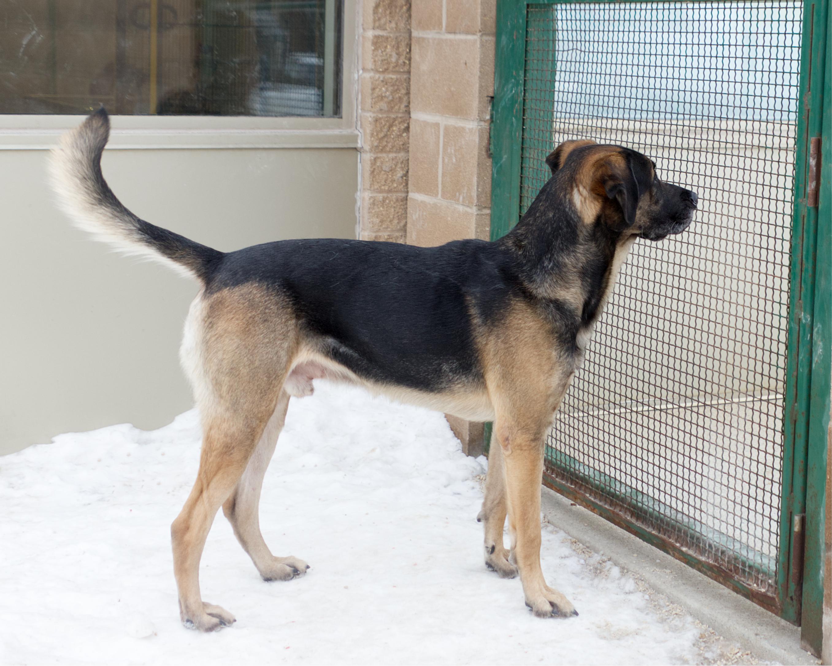 Enlarge Leonard, an adoptable mixed breed in Winnipeg, MB image 2/3
