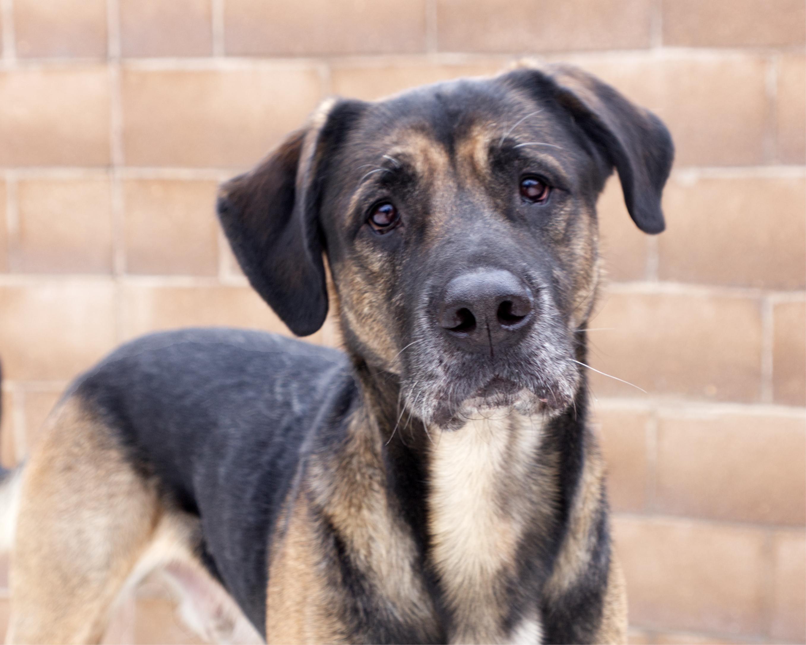 Leonard, adoptable, Adult Male Shepherd.