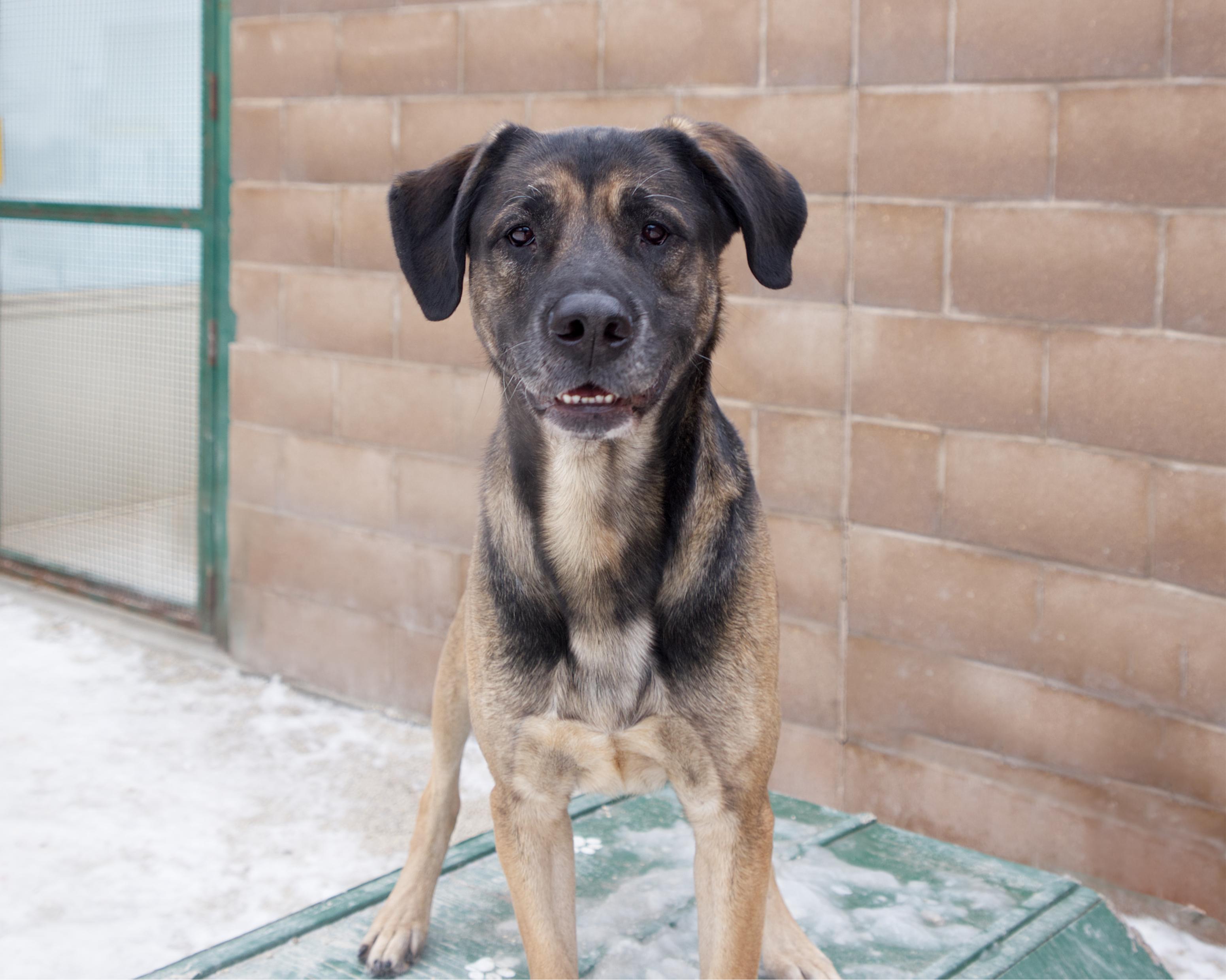 Enlarge Leonard, an adoptable mixed breed in Winnipeg, MB image 3/3