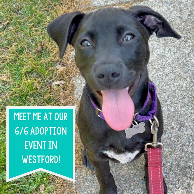 Skipper Butterfly, Adoptable, Puppy Female Labrador Retriever.