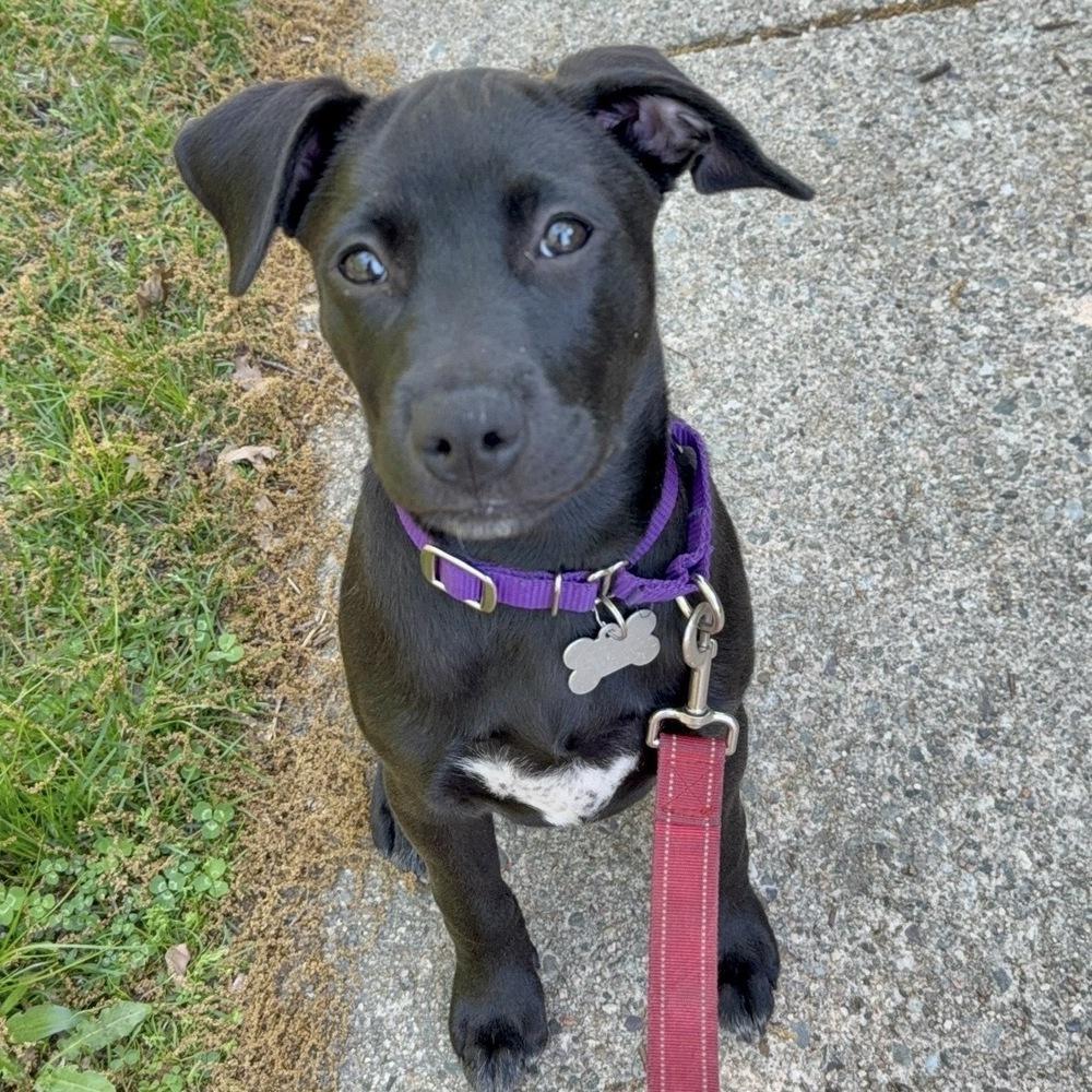 Skipper Butterfly, a Adoptable mixed breed in Boston, MA image 2/6