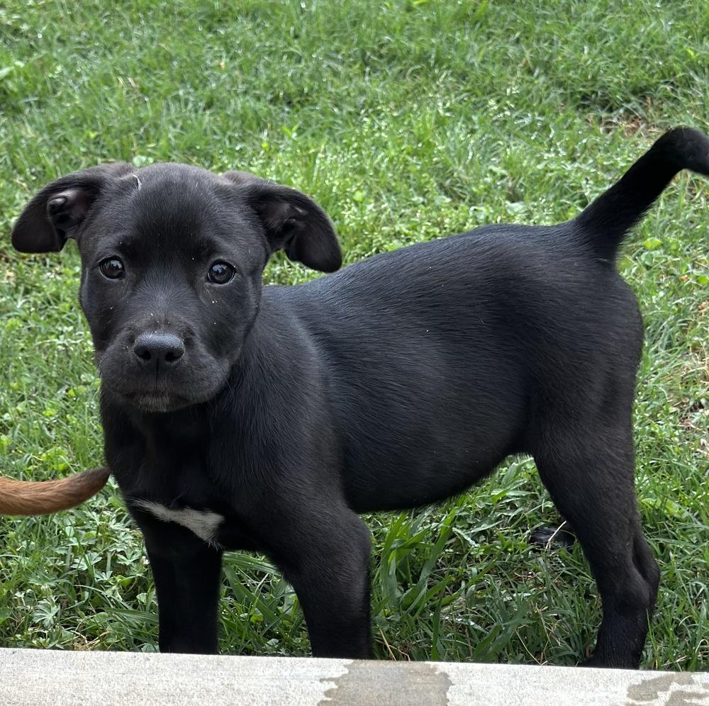 Skipper Butterfly, a Adoptable mixed breed in Boston, MA image 3/6
