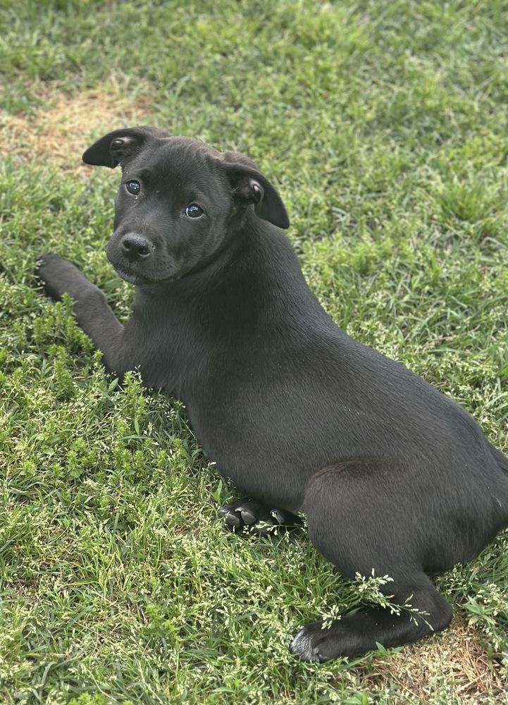Skipper Butterfly, a Adoptable mixed breed in Boston, MA image 4/6