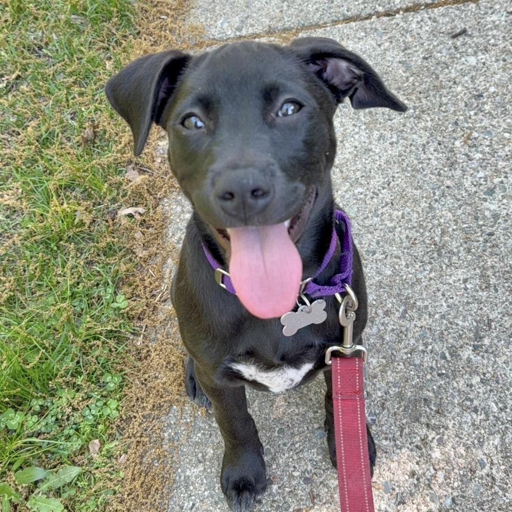 Skipper Butterfly, a Adoptable mixed breed in Boston, MA image 5/6