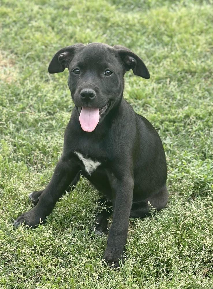 Skipper Butterfly, a Adoptable mixed breed in Boston, MA image 6/6