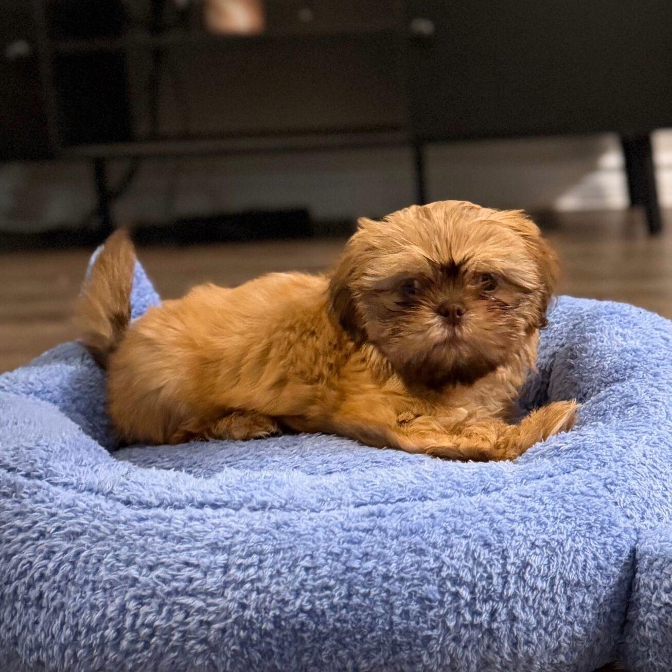 Molly, adopted, Puppy Female Shih Tzu.