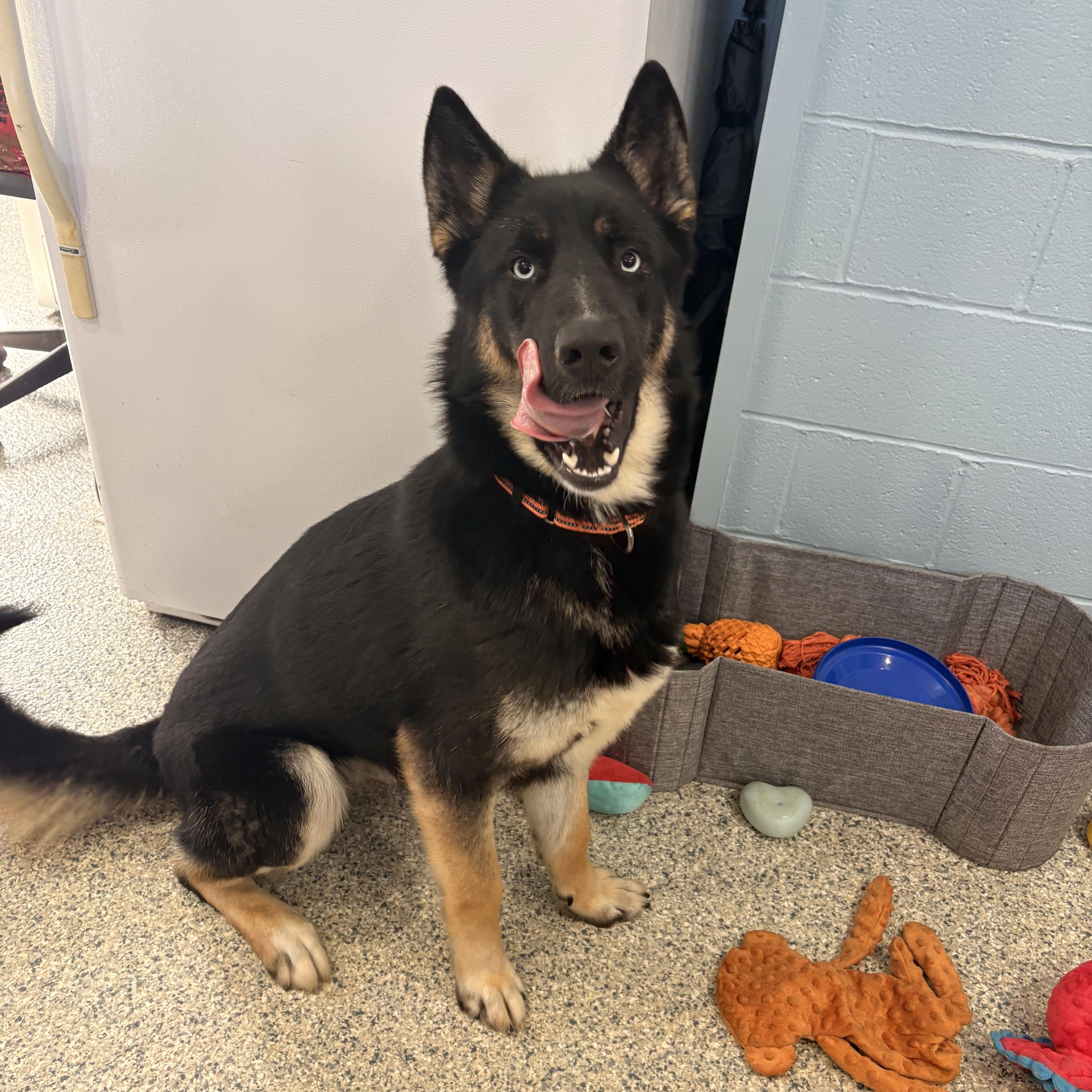 Enlarge Blue, a ADOPTABLE mixed breed in Watertown, CT image 3/4
