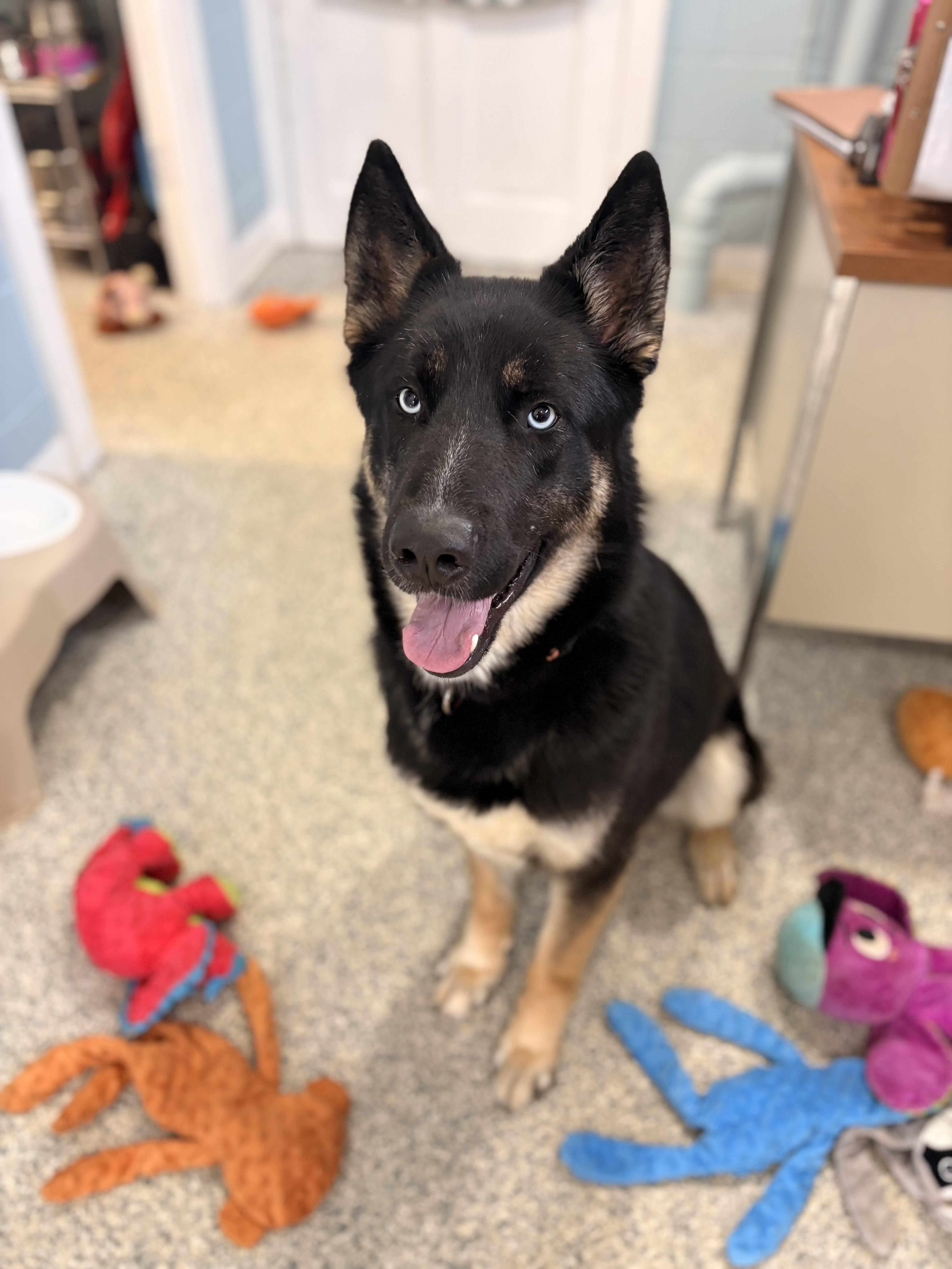 Enlarge Blue, a ADOPTABLE mixed breed in Watertown, CT image 2/4