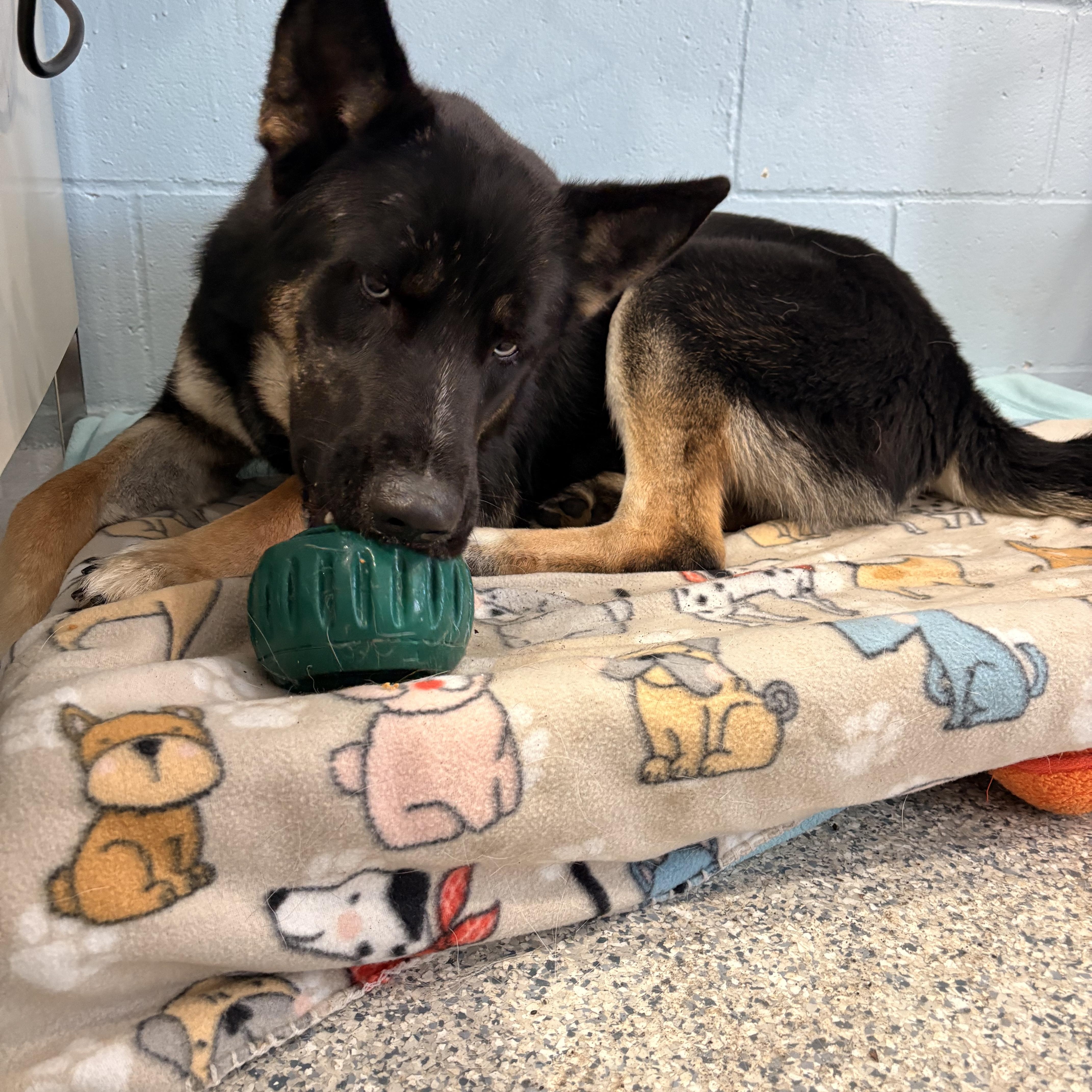 Enlarge Blue, a ADOPTABLE mixed breed in Watertown, CT image 4/4