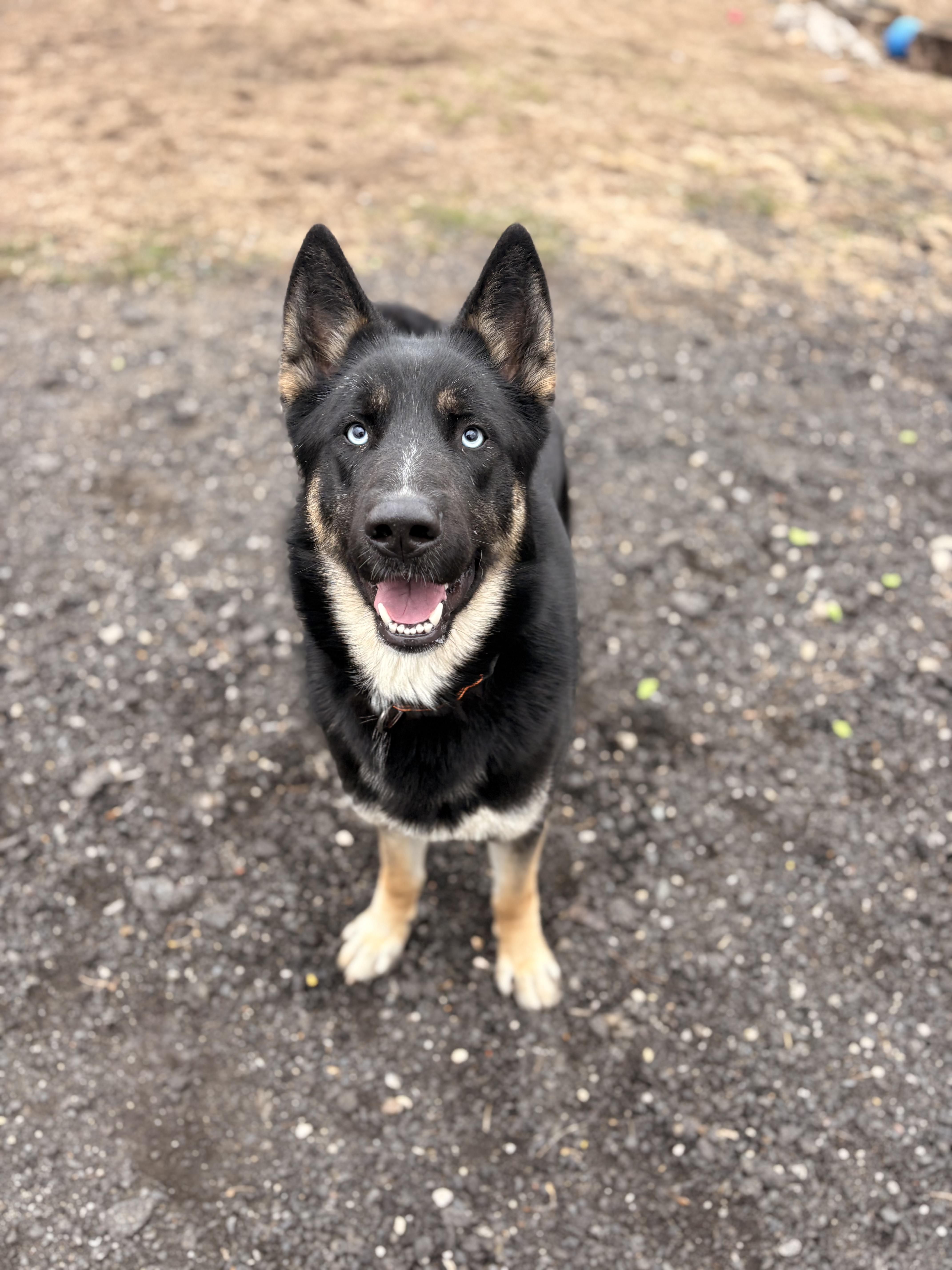 Blue, ADOPTABLE, Young Male Husky & German Shepherd Dog.