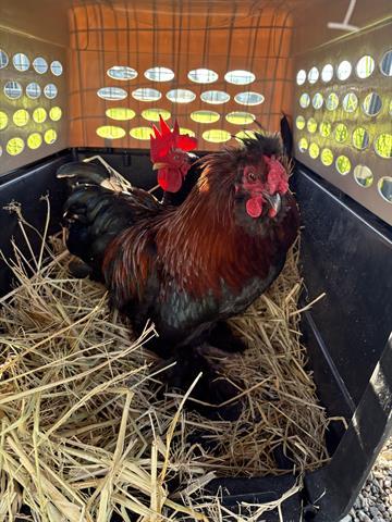 Enlarge BRANDYBUCK, a Adoptable Chicken in San Martin, CA image 1/1