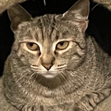 Betty, a Adoptable Domestic Short Hair in Johnsburg, IL image 3/5