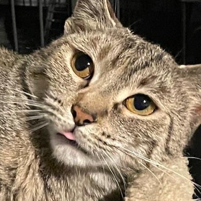 Betty, a Adoptable Domestic Short Hair in Johnsburg, IL image 1/5