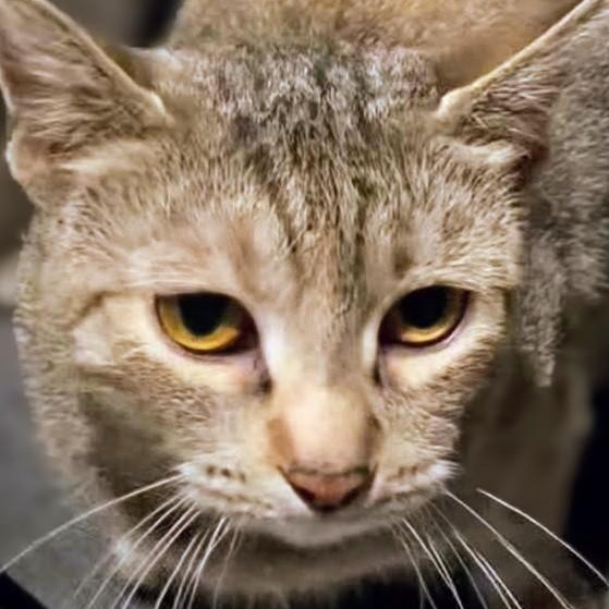 Betty, a Adoptable Domestic Short Hair in Johnsburg, IL image 5/5