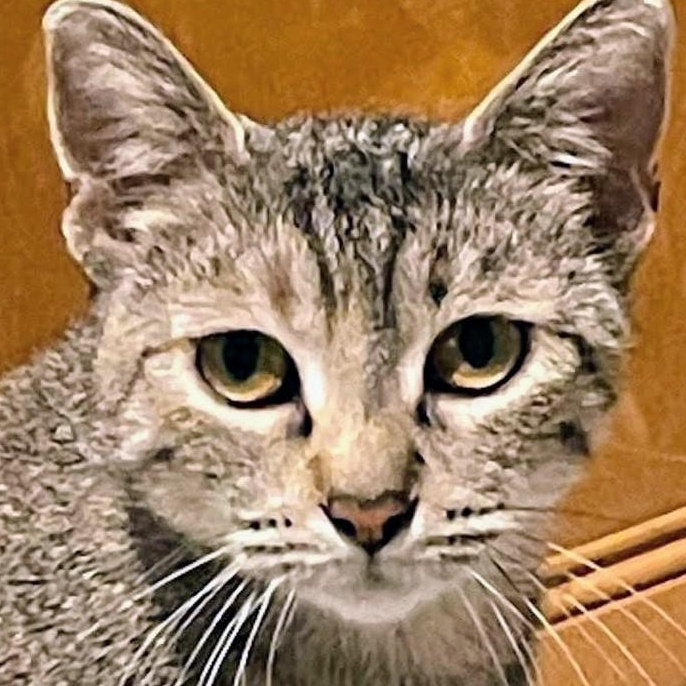 Betty, a Adoptable Domestic Short Hair in Johnsburg, IL image 2/5