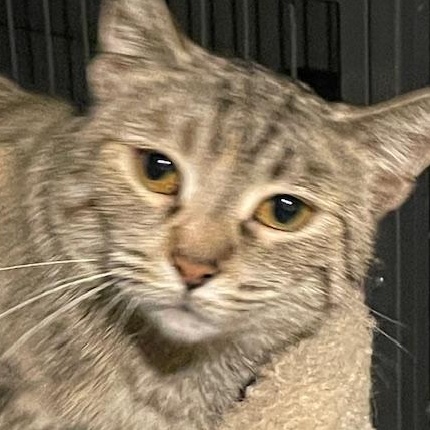 Betty, a Adoptable Domestic Short Hair in Johnsburg, IL image 4/5