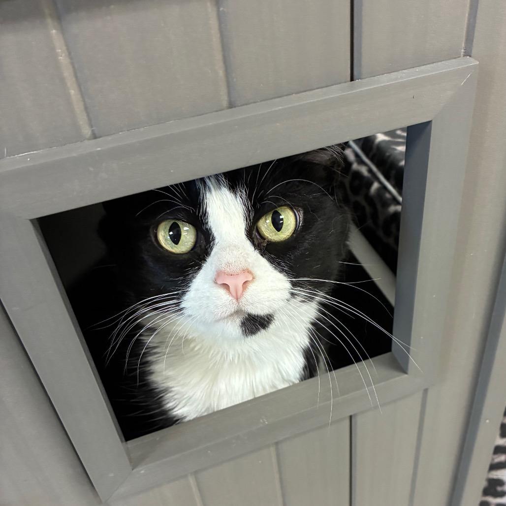 Fancy, Adoptable, Adult Female Domestic Short Hair.