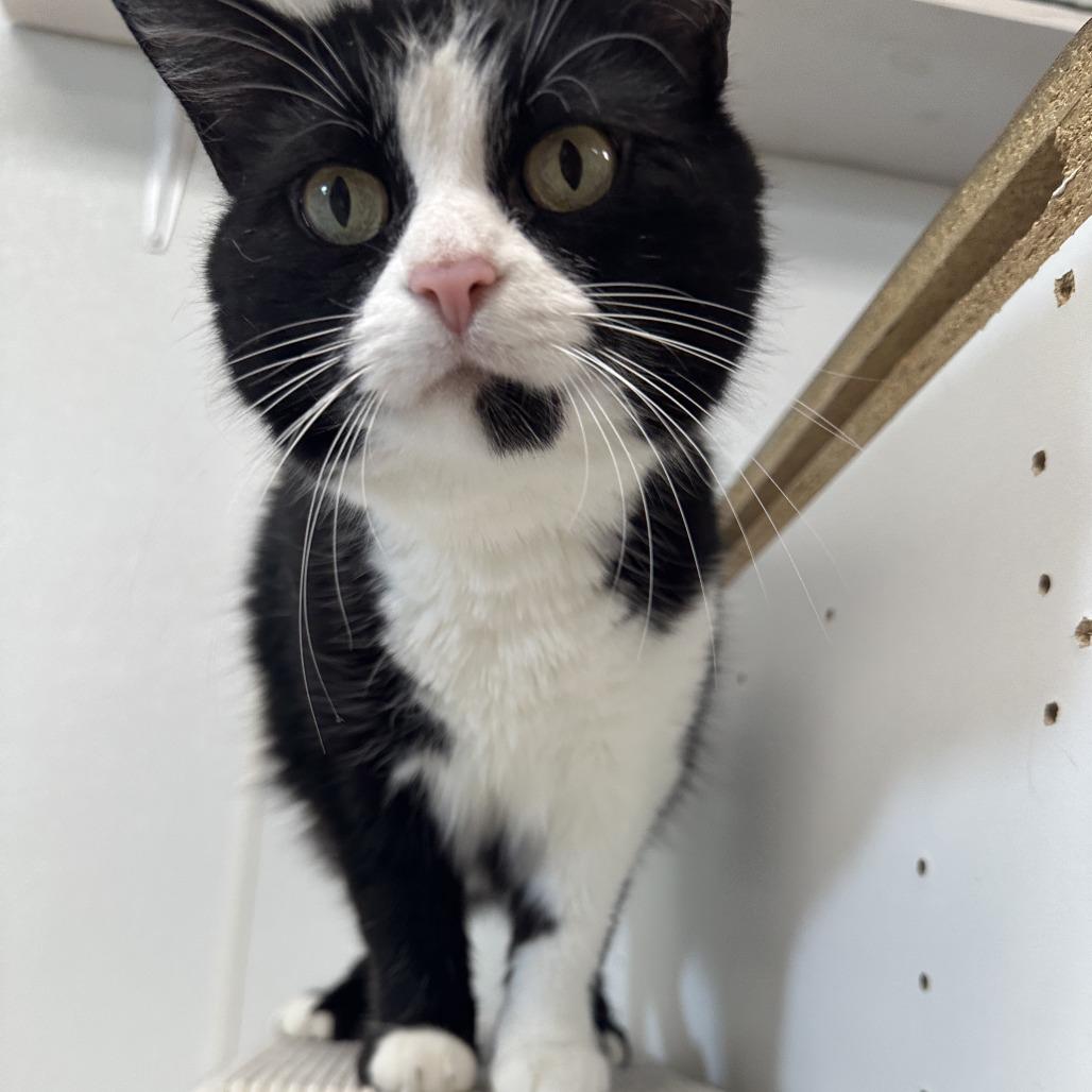 Enlarge Fancy, a Adoptable Domestic Short Hair in Uniontown, PA image 2/6