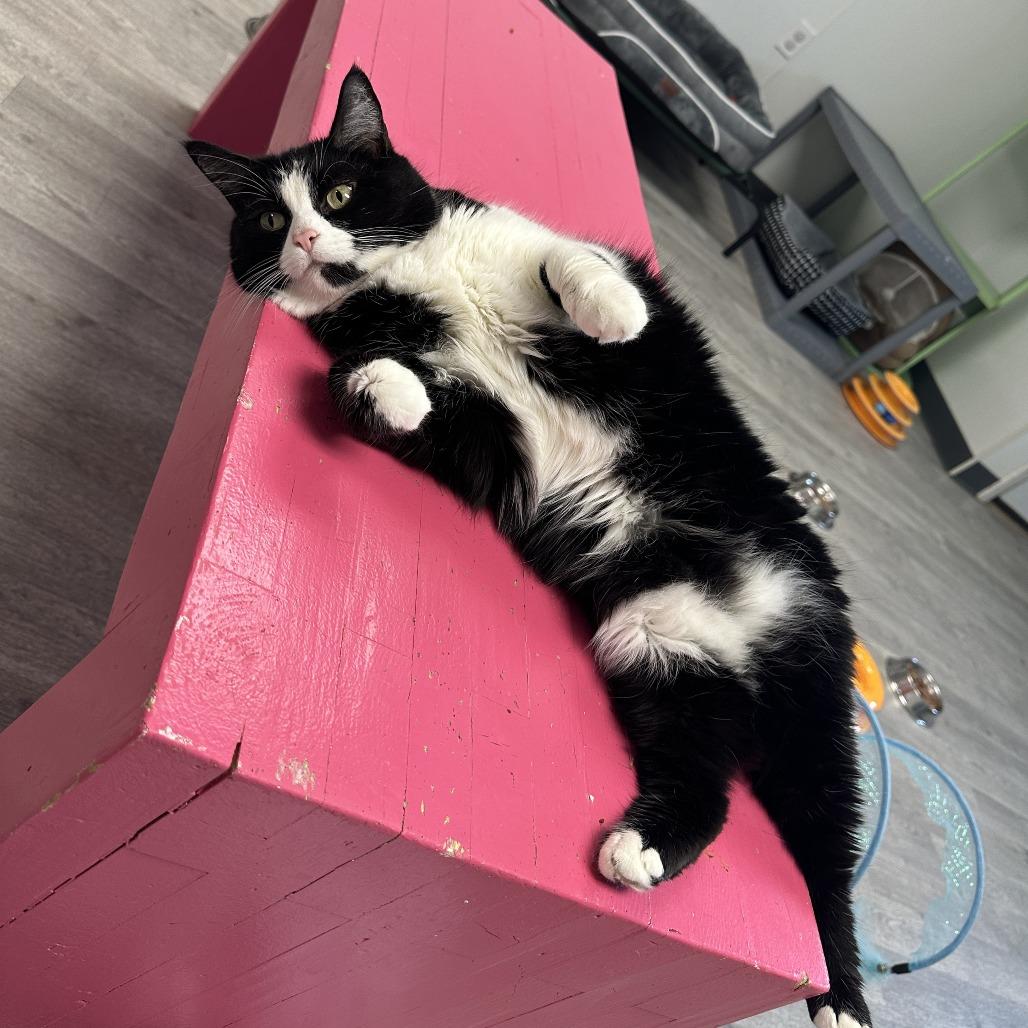 Fancy, a Adoptable Domestic Short Hair in Uniontown, PA image 2/6