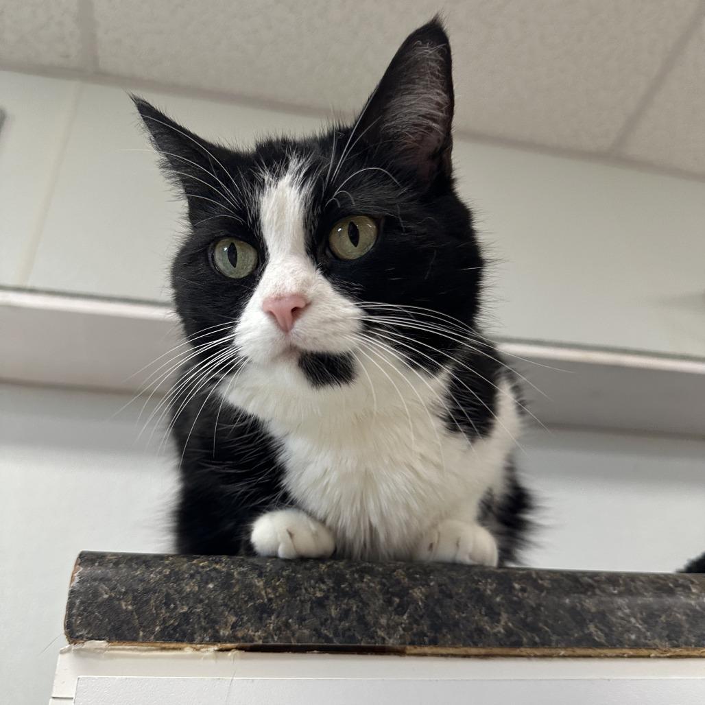 Fancy, a Adoptable Domestic Short Hair in Uniontown, PA image 3/6