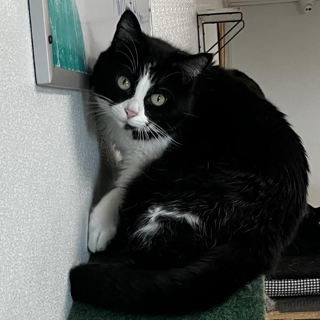 Fancy, a Adoptable Domestic Short Hair in Uniontown, PA image 4/6