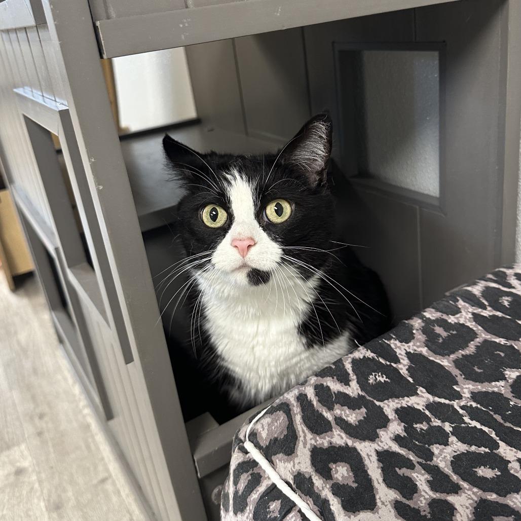 Enlarge Fancy, a Adoptable Domestic Short Hair in Uniontown, PA image 2/3