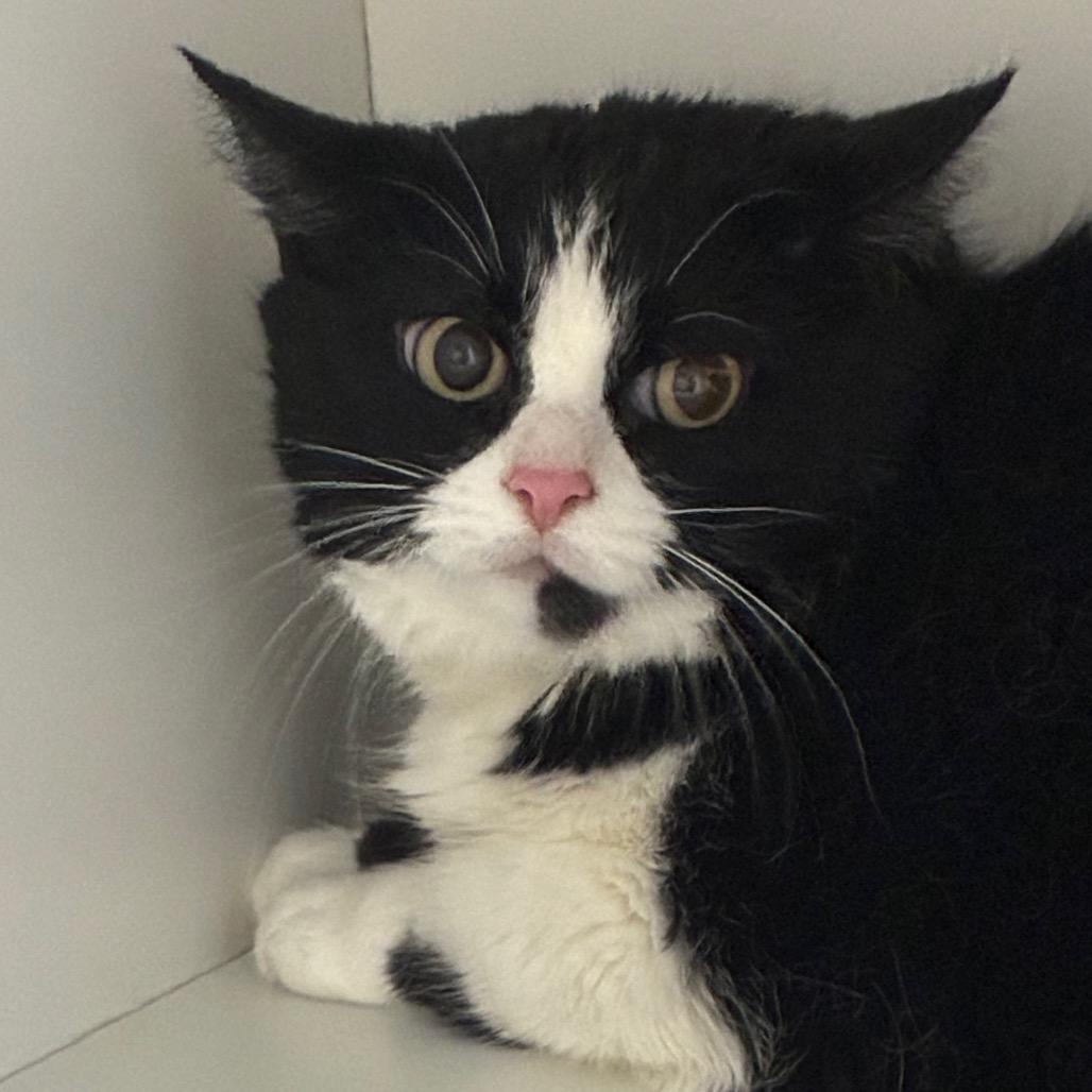 Enlarge Fancy, a Adoptable Domestic Short Hair in Uniontown, PA image 3/3