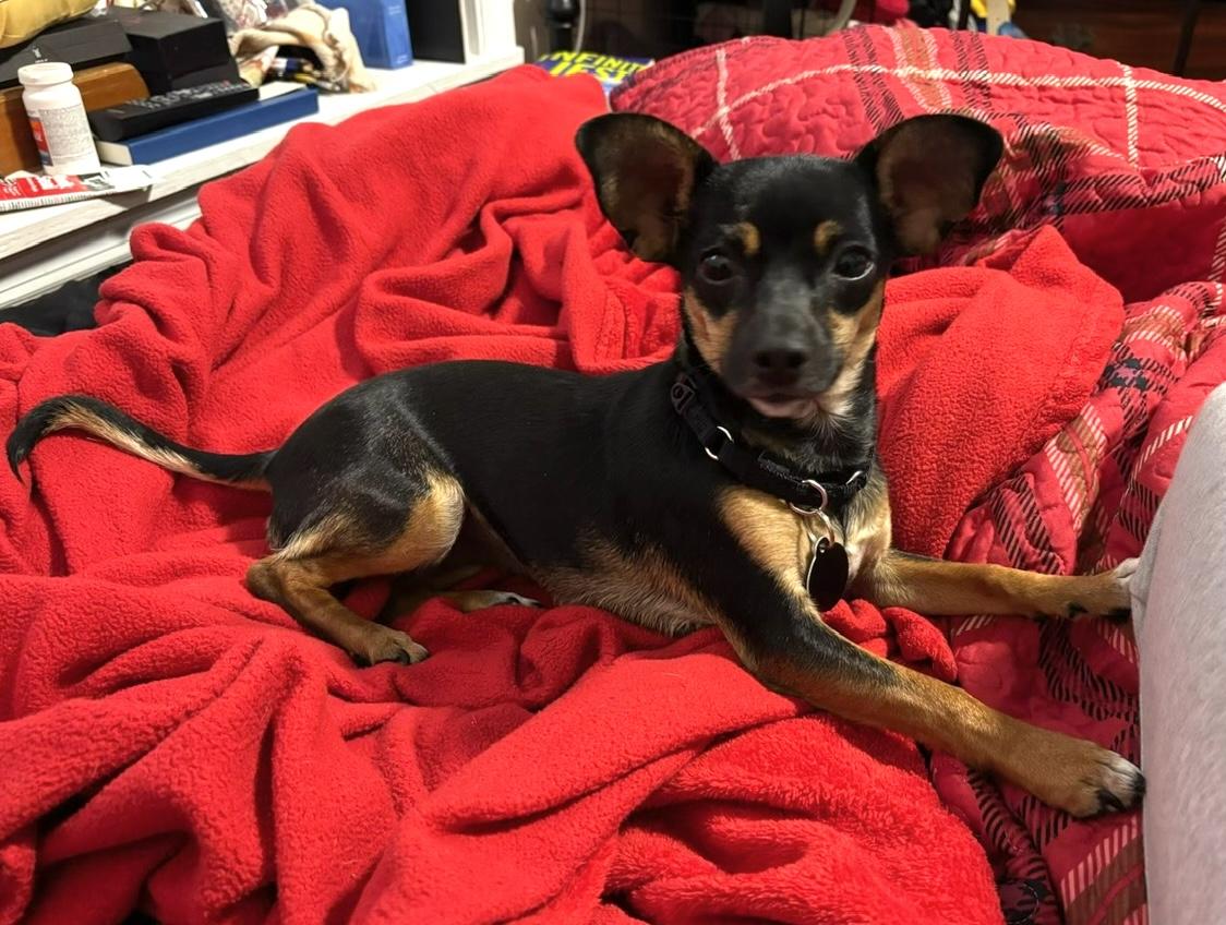 Enlarge Fifi, a Adoptable Chihuahua in Brooklyn, NY image 1/3