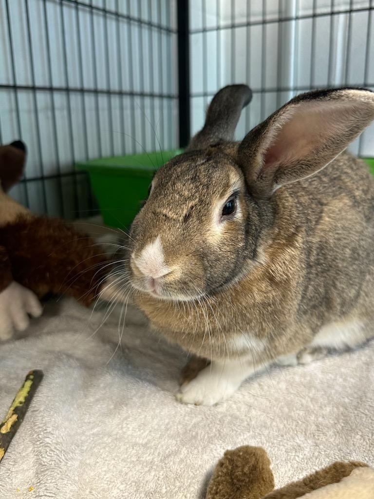 Mabel, a ADOPTABLE American in North Kingstown, RI image 1/3