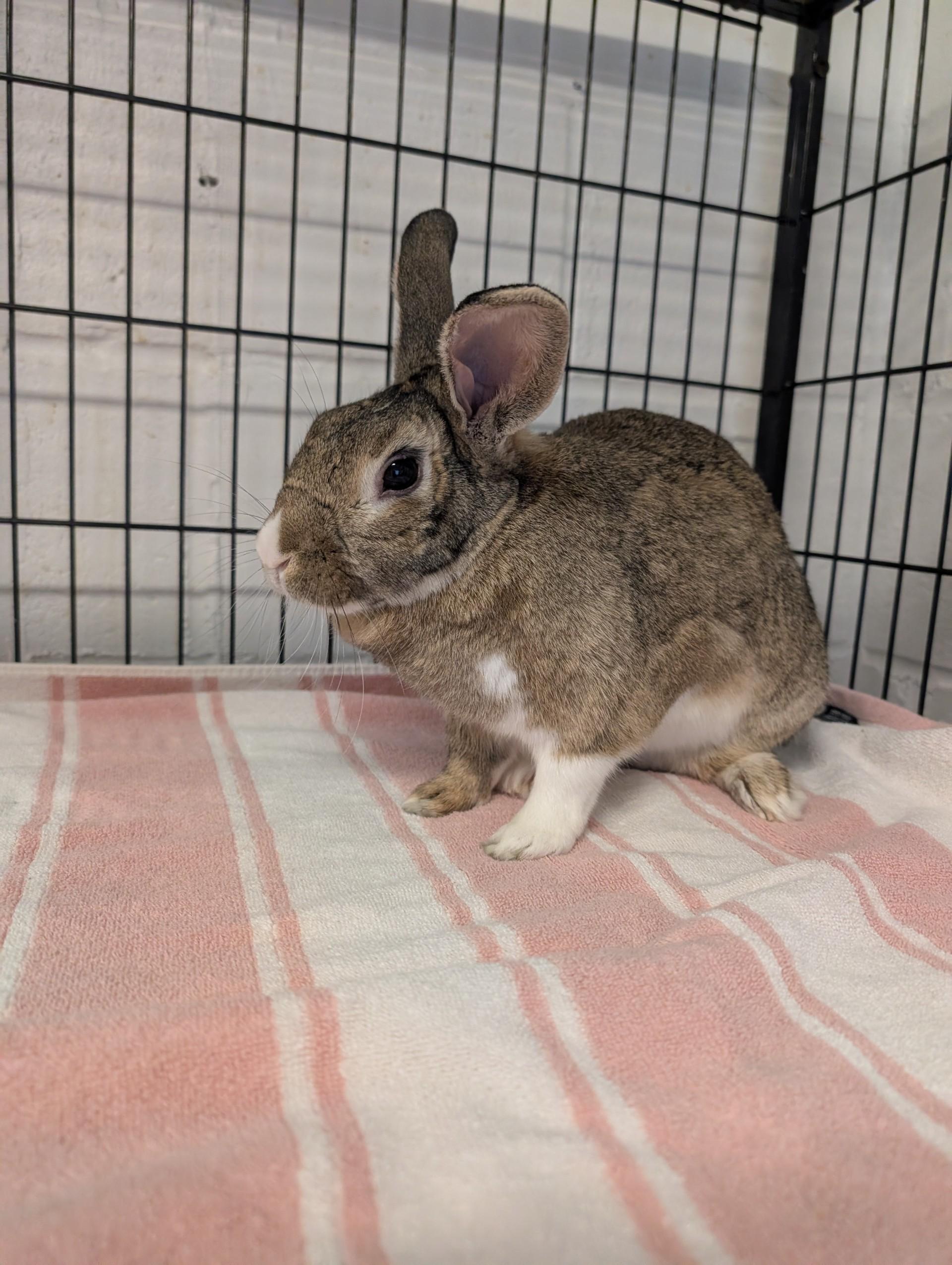 Mabel, ADOPTABLE, Young Female American.