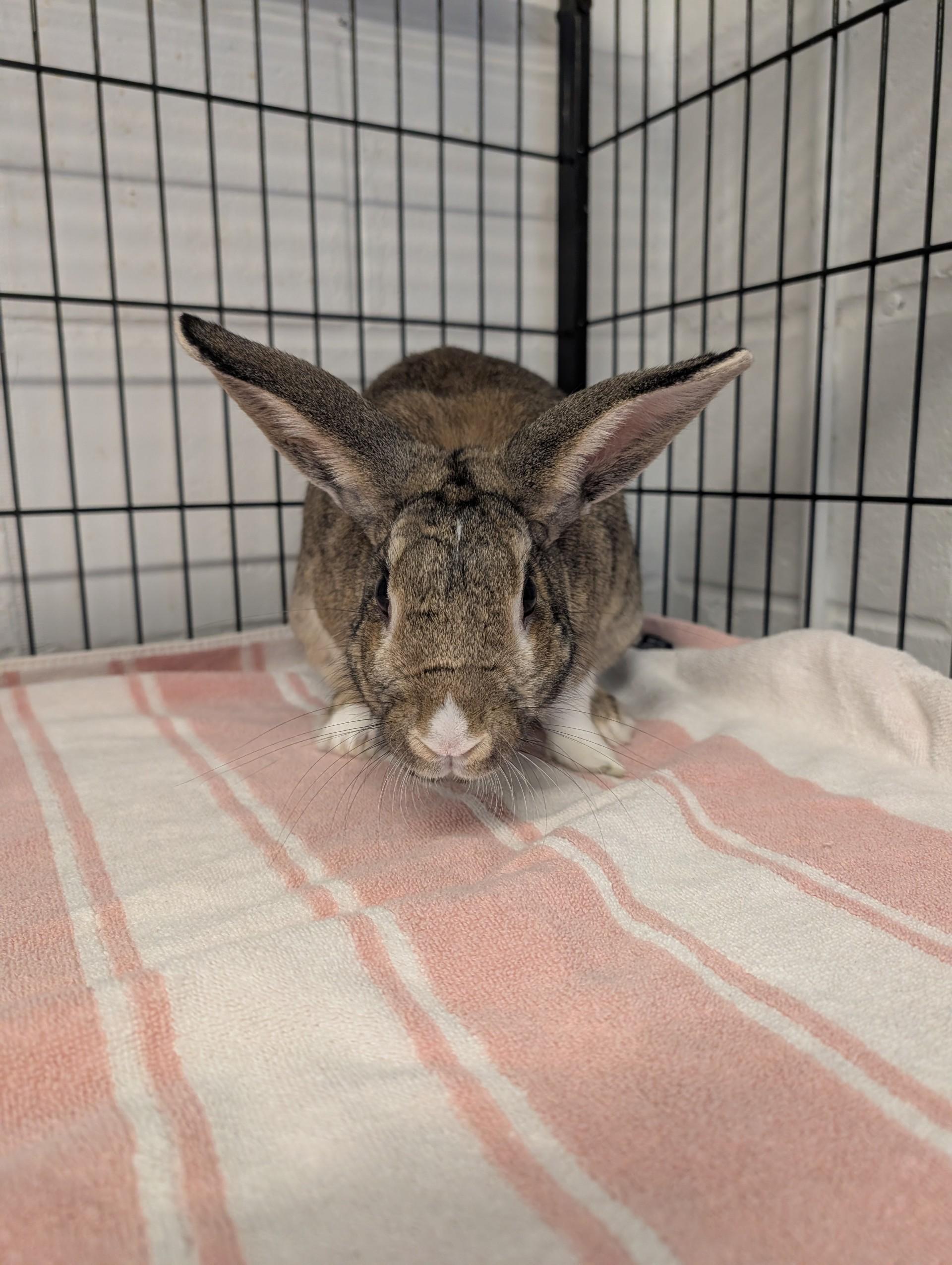 Mabel, a ADOPTABLE American in North Kingstown, RI image 2/2