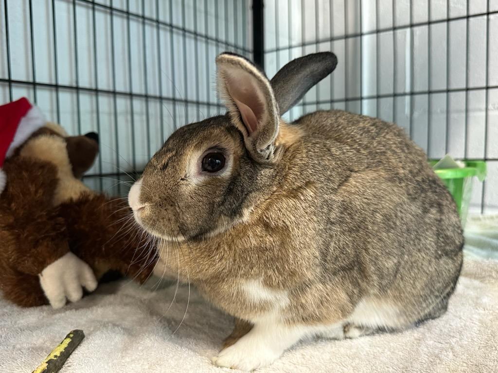 Mabel, a ADOPTABLE American in North Kingstown, RI image 2/3