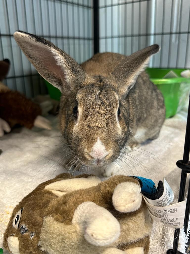 Mabel, a ADOPTABLE American in North Kingstown, RI image 3/3