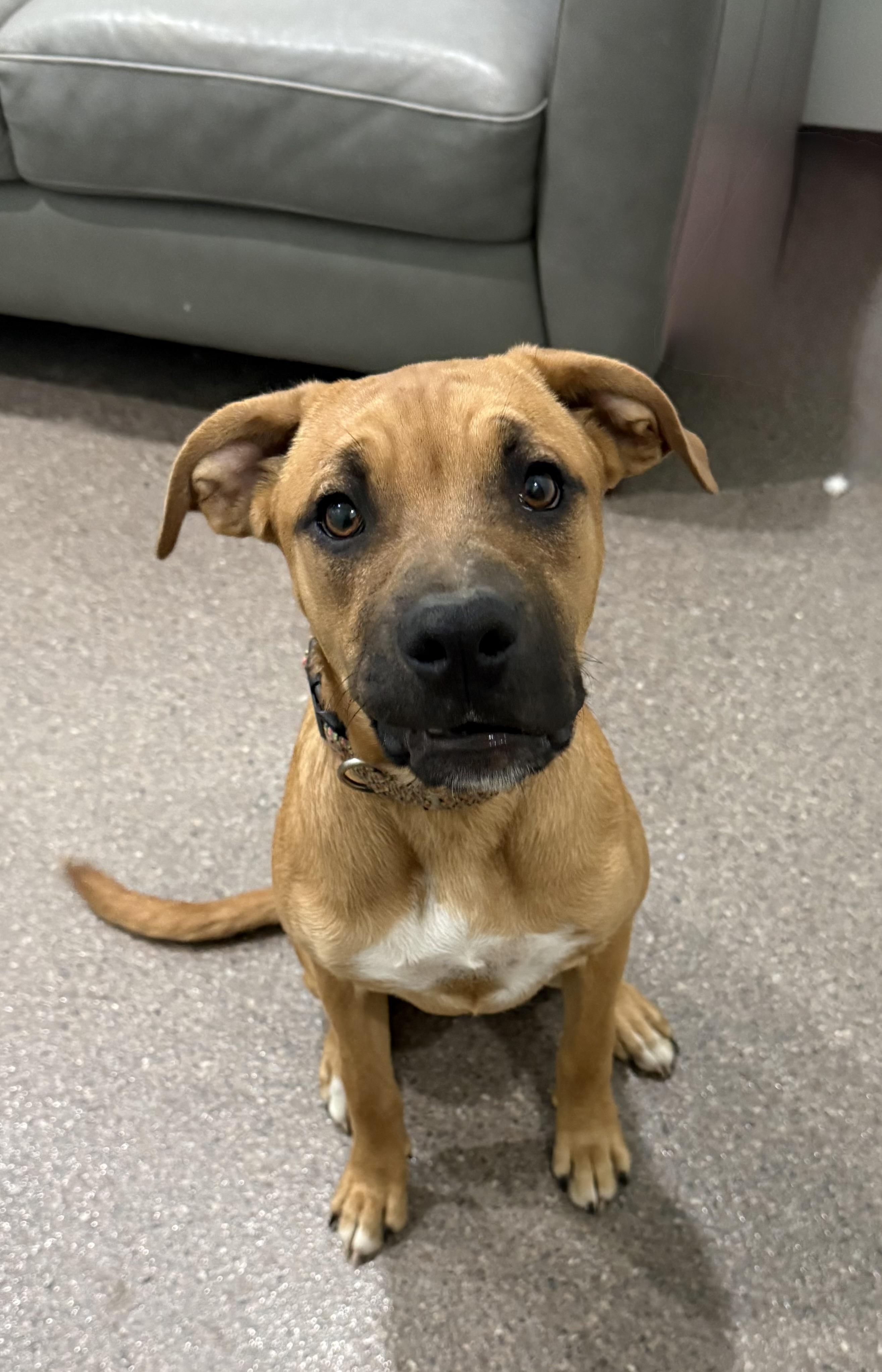 Hazel- Currently Enrolled in Prison Training Program, a ADOPTABLE mixed breed in Sault Sainte Marie, MI image 2/3