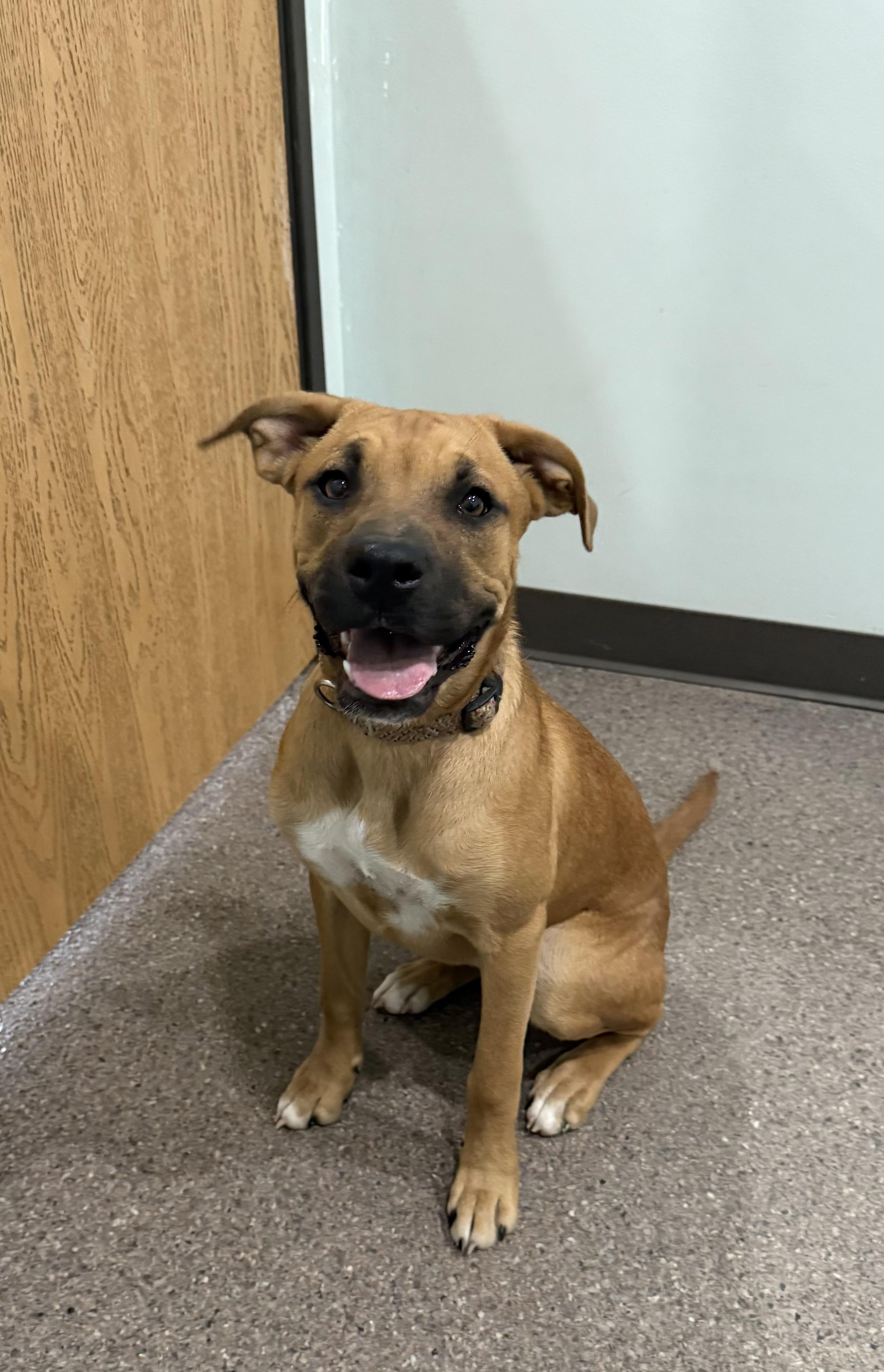 Hazel- Currently Enrolled in Prison Training Program, a ADOPTABLE mixed breed in Sault Sainte Marie, MI image 1/3
