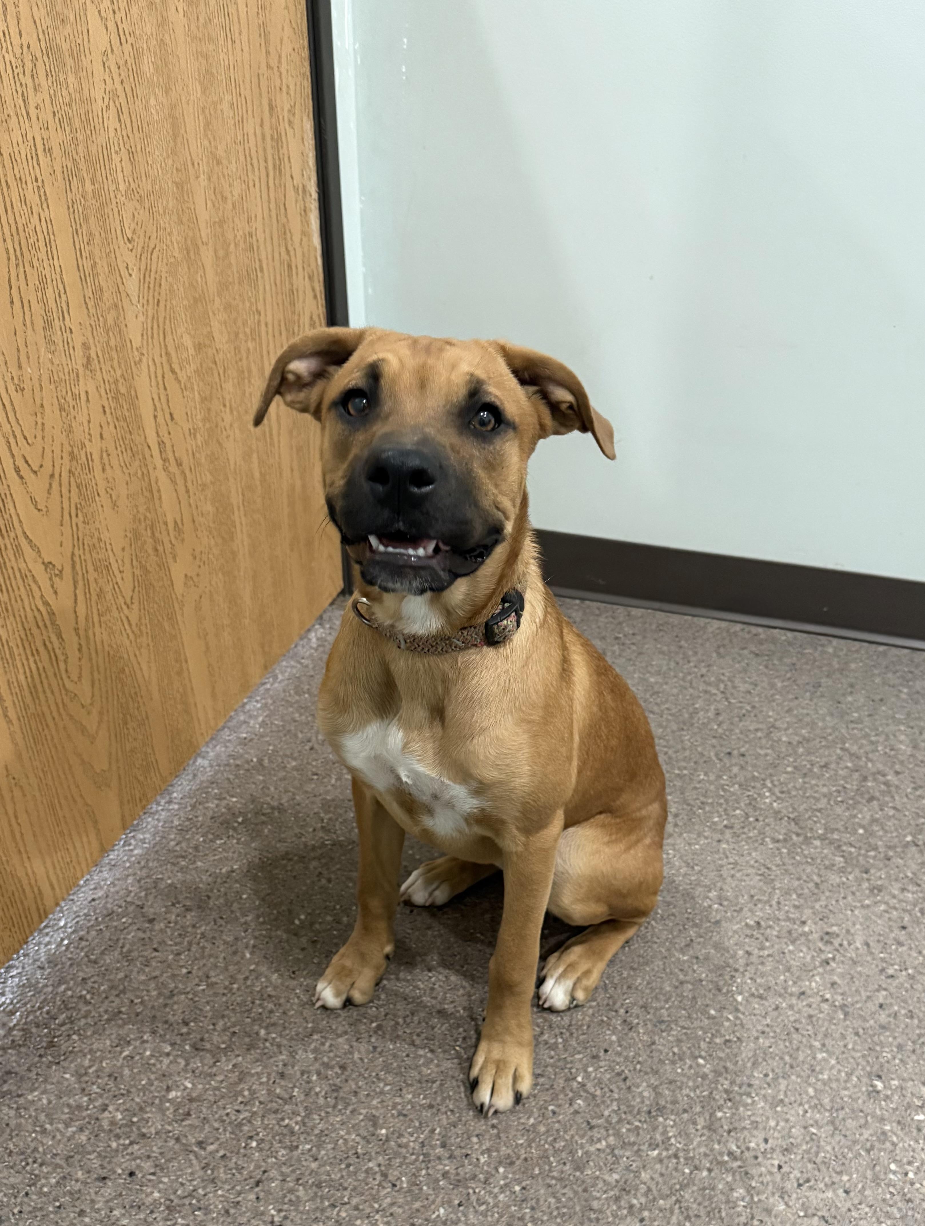 Hazel- Currently Enrolled in Prison Training Program, a ADOPTABLE mixed breed in Sault Sainte Marie, MI image 3/3
