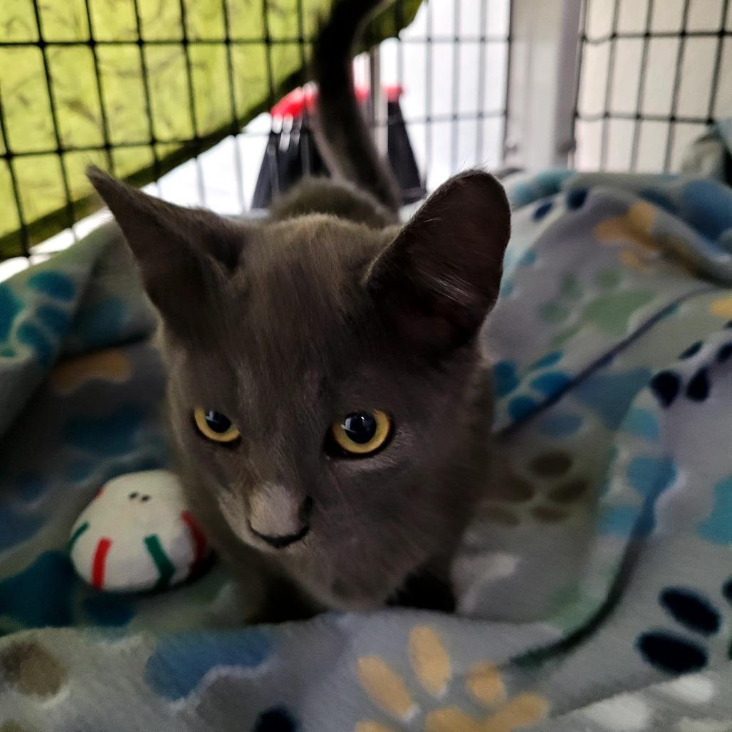Doug, a Adoptable Domestic Short Hair in Allyn, WA image 1/2