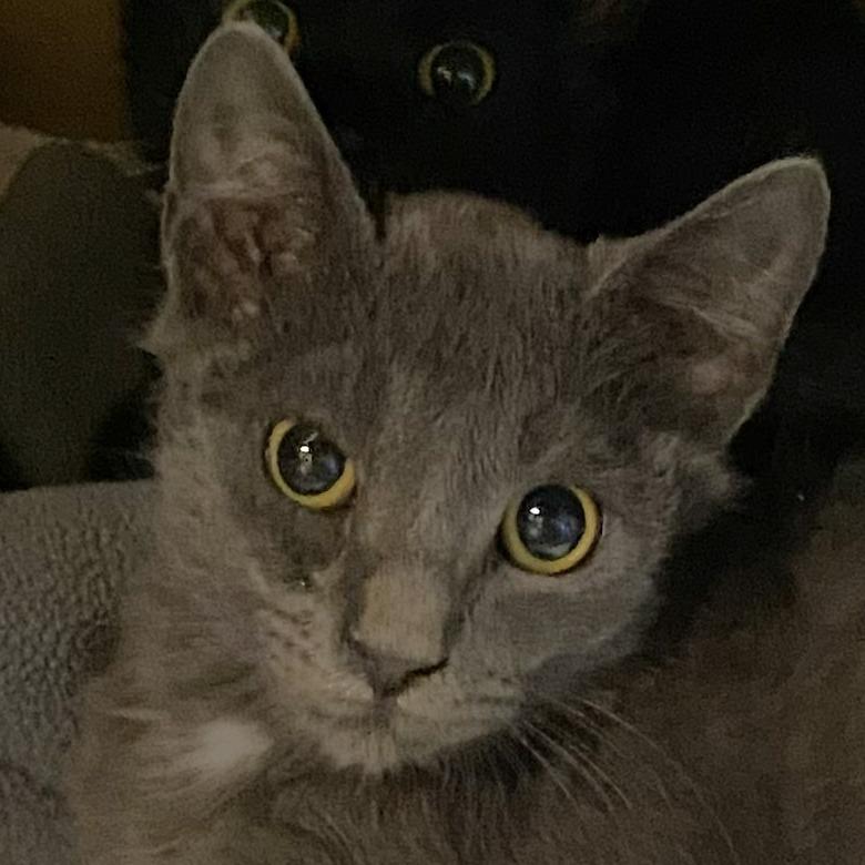 Doug, a Adoptable Domestic Short Hair in Allyn, WA image 2/2