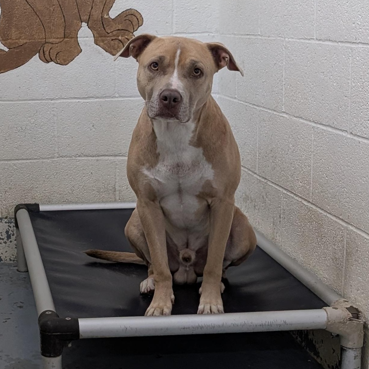 192551 LOOKING FOR OWNER, Adoptable, Adult Male Pit Bull Terrier.