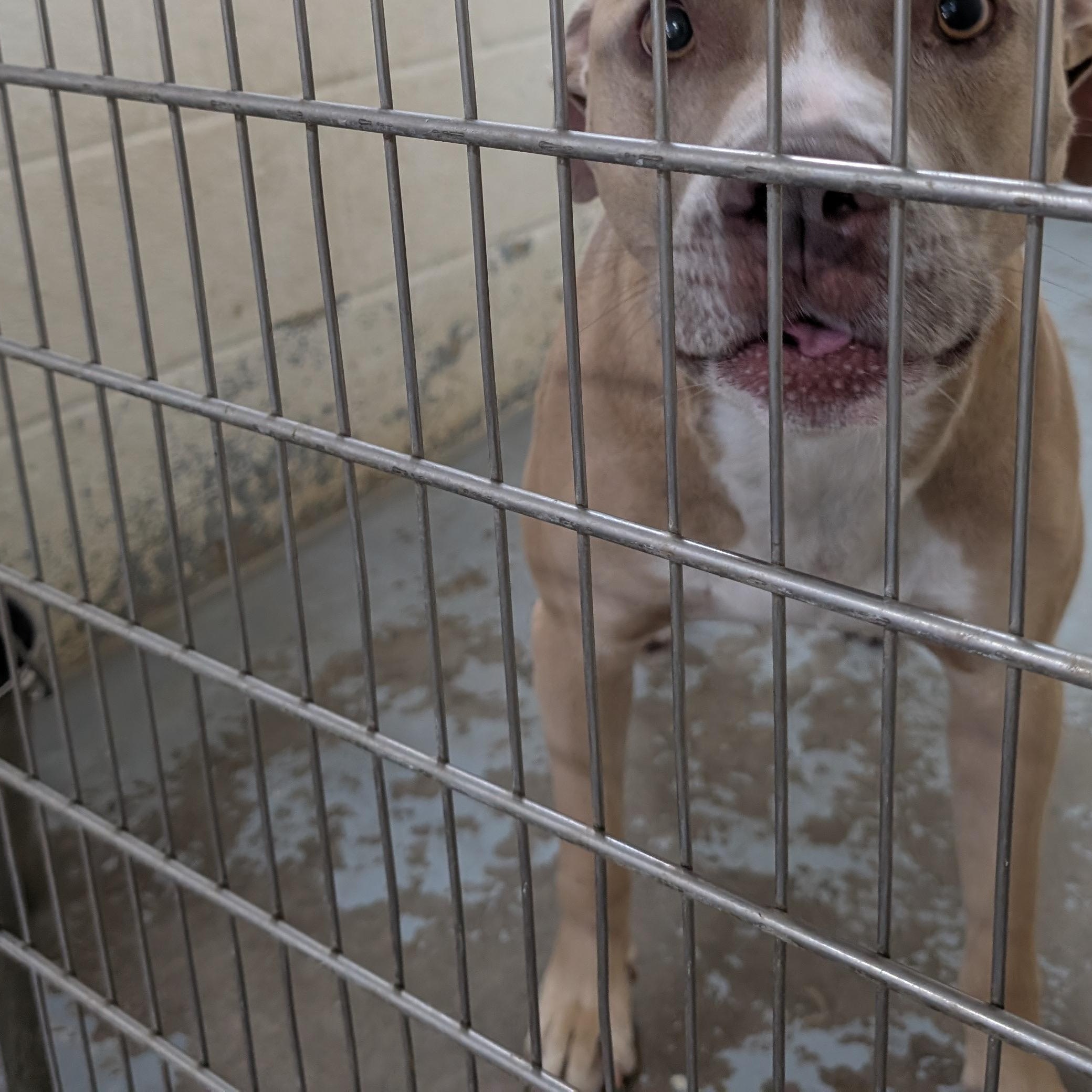 Enlarge 192551 LOOKING FOR OWNER, a Adoptable Pit Bull Terrier in Ravenna, OH image 2/2