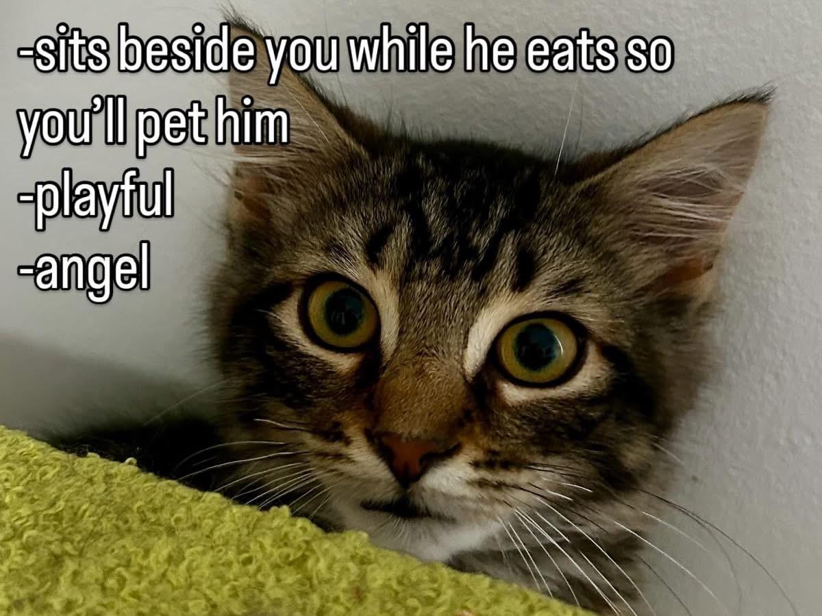 Enlarge Spruce, a Adoptable Tabby in Hamilton, ON image 1/4