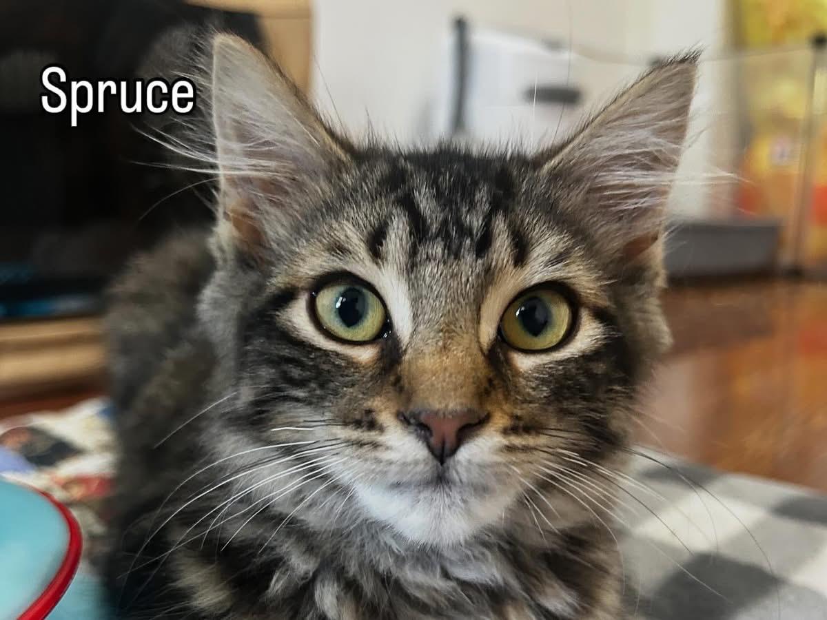 Enlarge Spruce, a Adoptable Tabby in Hamilton, ON image 2/4