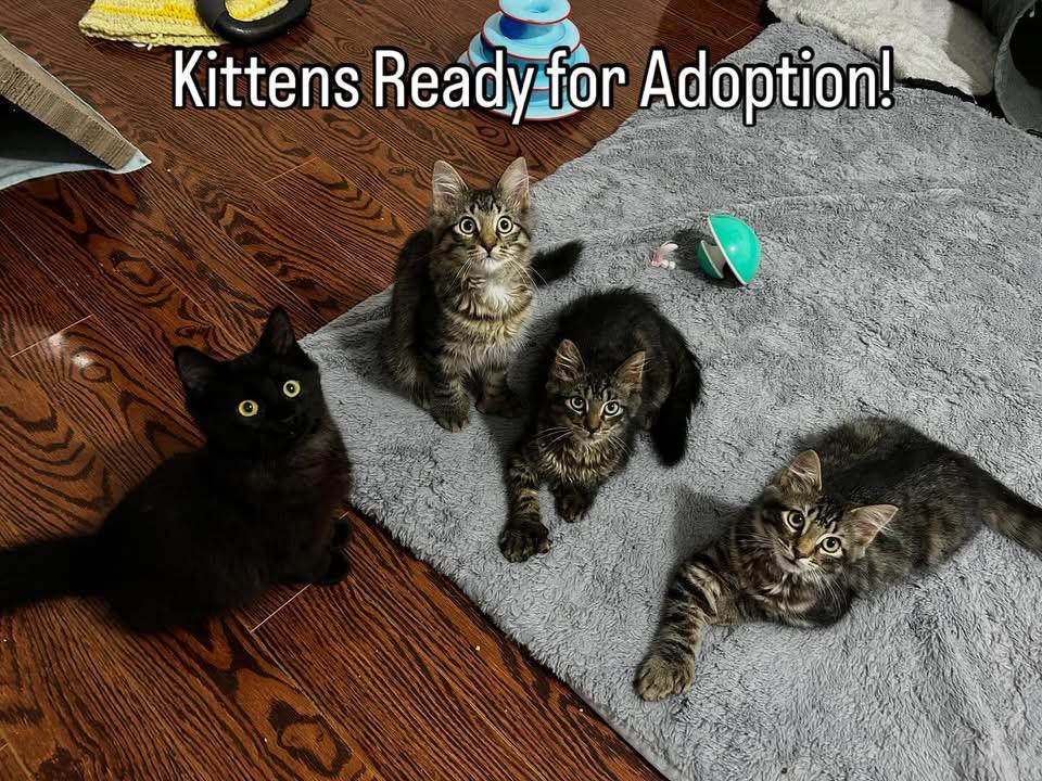 Enlarge Spruce, a Adoptable Tabby in Hamilton, ON image 4/4