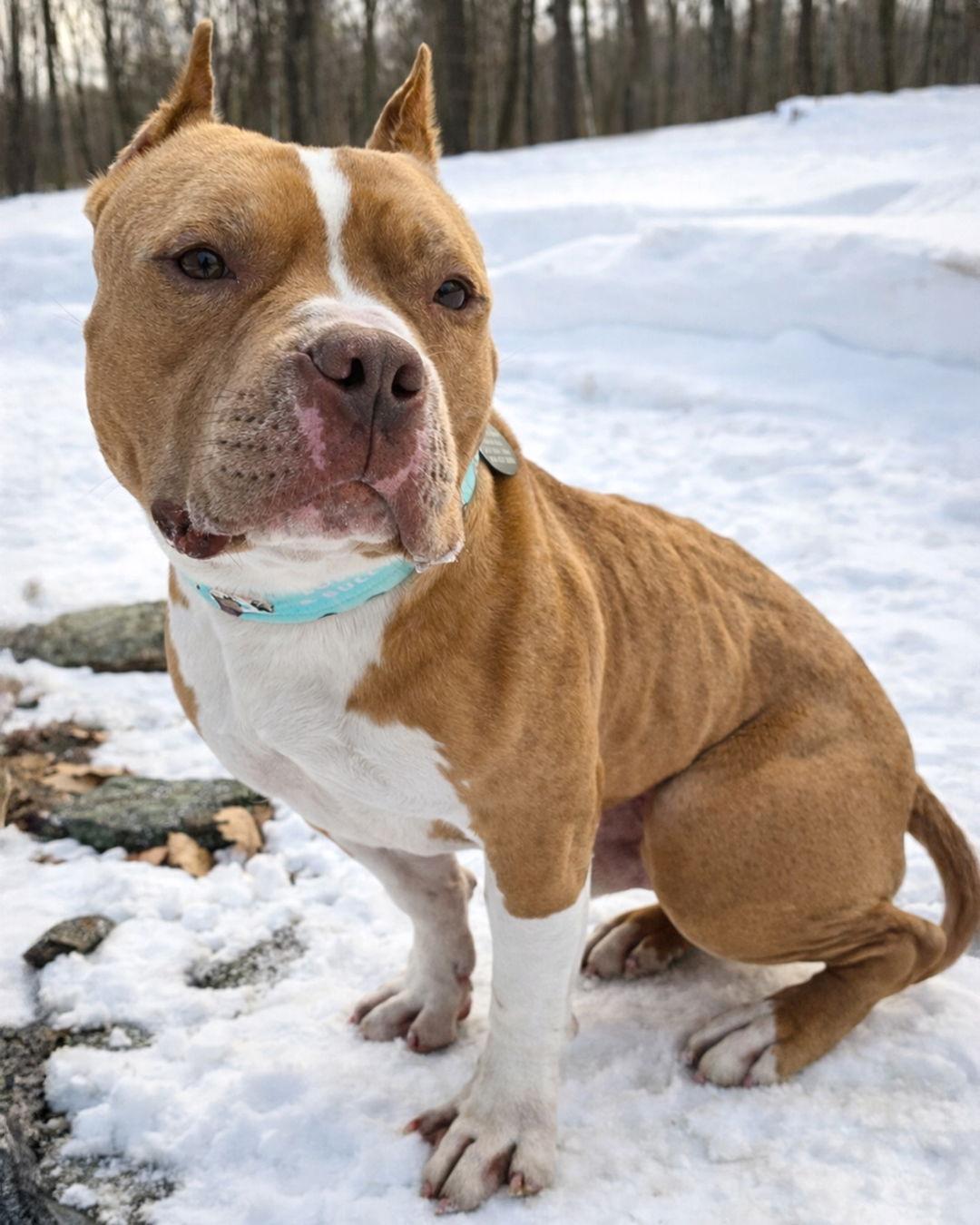 Enlarge Cheddar, a Adopted Pit Bull Terrier in Sudbury, MA image 1/3