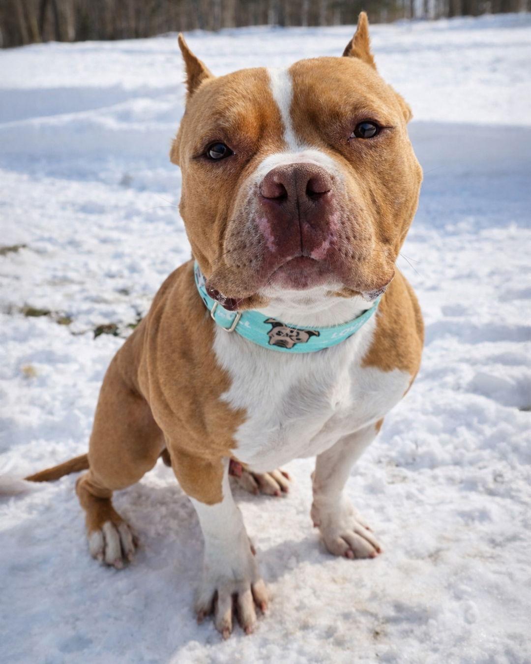 Enlarge Cheddar, a Adopted Pit Bull Terrier in Sudbury, MA image 2/3