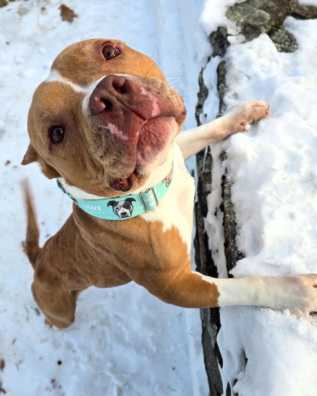 Enlarge Cheddar, a Adopted Pit Bull Terrier in Sudbury, MA image 3/3