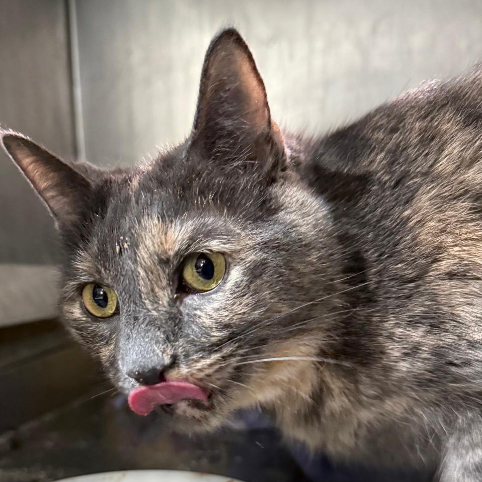 Enlarge ASHA, a ADOPTABLE Domestic Short Hair in Gresham, WI image 1/1