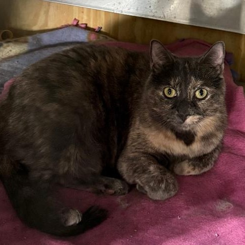 Enlarge ASHA, a ADOPTABLE Domestic Short Hair in Gresham, WI image 2/2